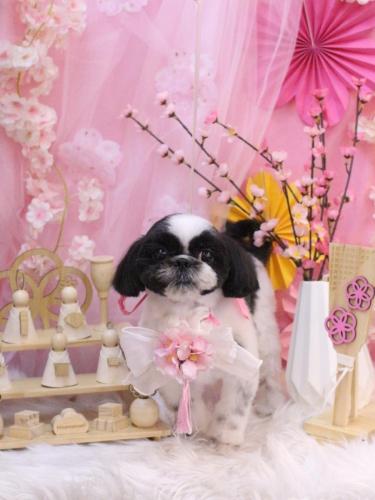 20250320たいがくん